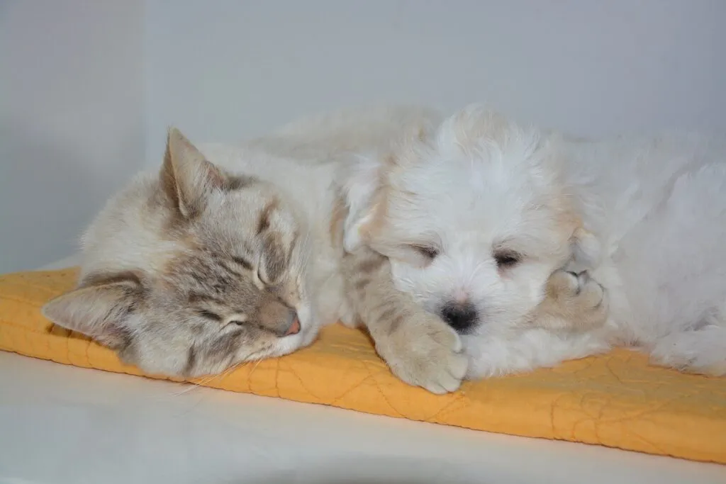 犬と猫の避妊・去勢手術はした方がいい？メリット、デメリットを解説します。