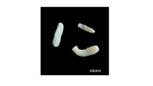 瓜実条虫感染症