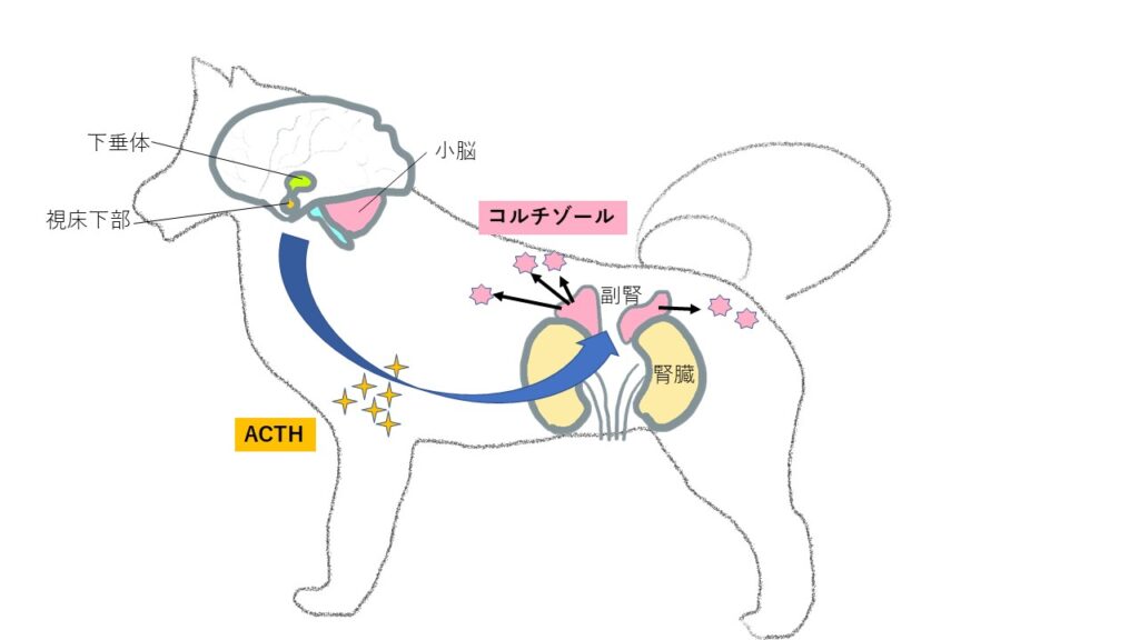 ACTHとコルチゾールの分泌のイラスト