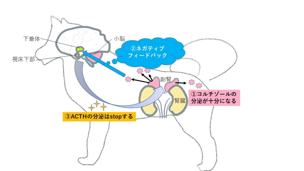 十分量のコルチゾールが分泌されると、脳に指令がいきACTHの分泌がストップする