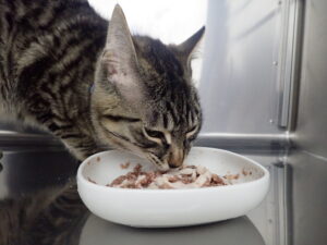 食事をする猫