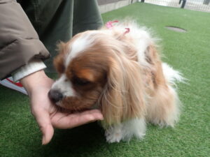 食事をする犬