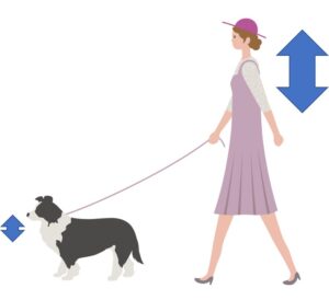 犬と人間の構造の違い
