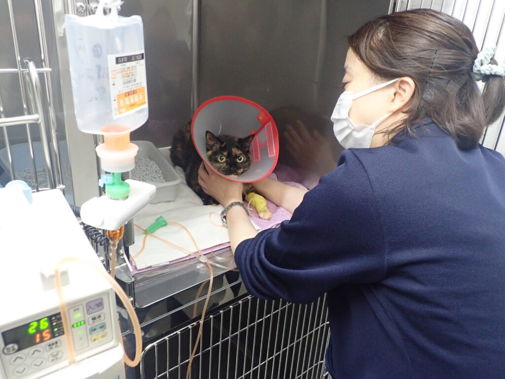 エリザベスカラーを巻かれた猫