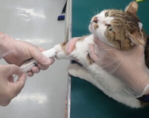 抗がん剤注射をされている猫
