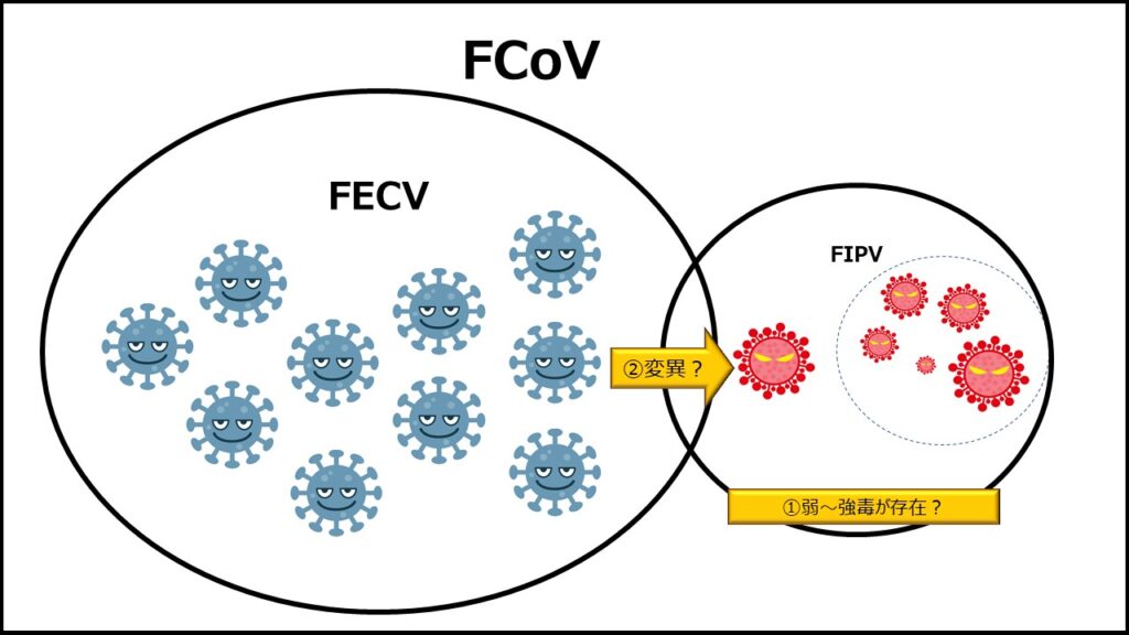 FCoV