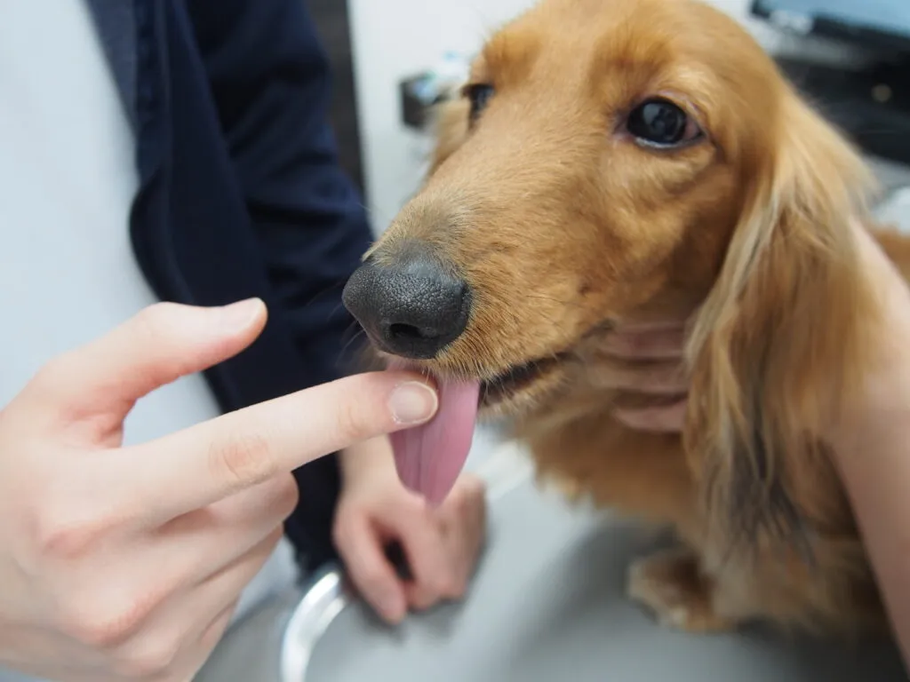 犬や猫にはどうやって薬をあげたらいいのかな？動物病院スタッフが解説するお薬の飲ませ方講座！