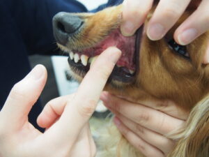 ペースト状にした薬を塗る様子01