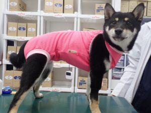洋服を着た犬