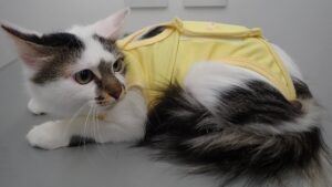 洋服を着た猫