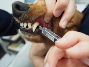 犬歯の後ろからシリンジを差し込み、投与