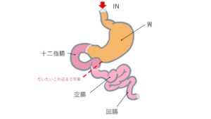 胃から回腸まで