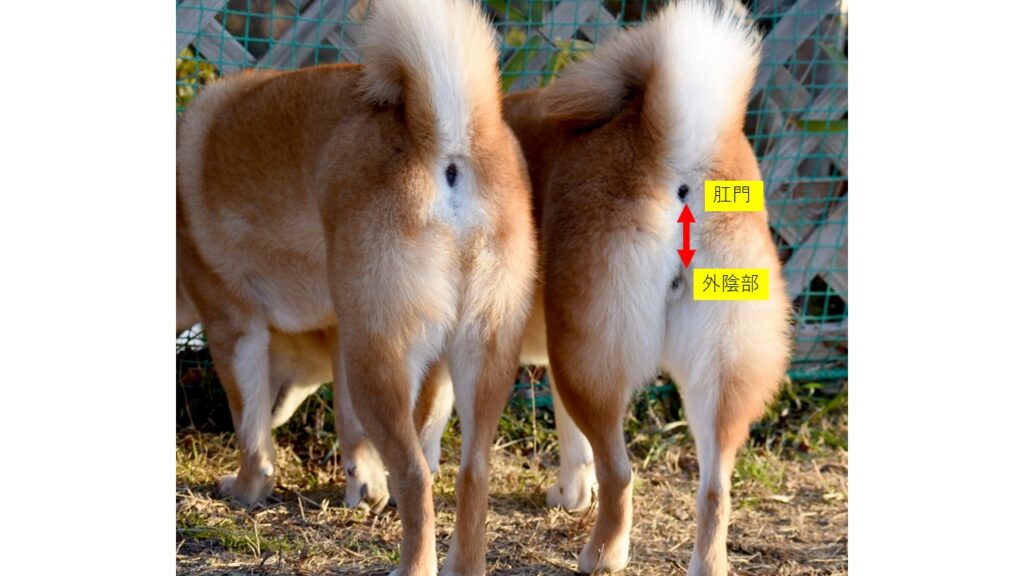 犬の肛門の様子