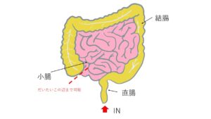 小腸、結腸、直腸