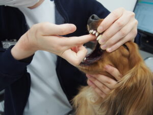 ペースト状にした薬を塗る様子02