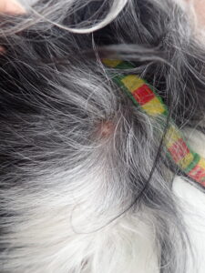 犬や猫を触っていたらしこりがあった。その皮膚のしこり、肥満細胞腫かも？？