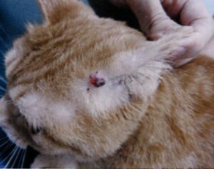 肥満細胞による症状02