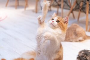 遊んでいる猫