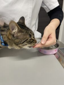 ご飯に混ぜて薬を与える03