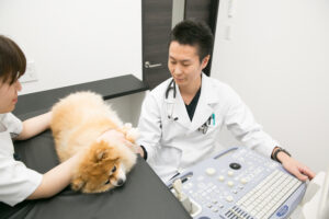 動物病院での診察の様子