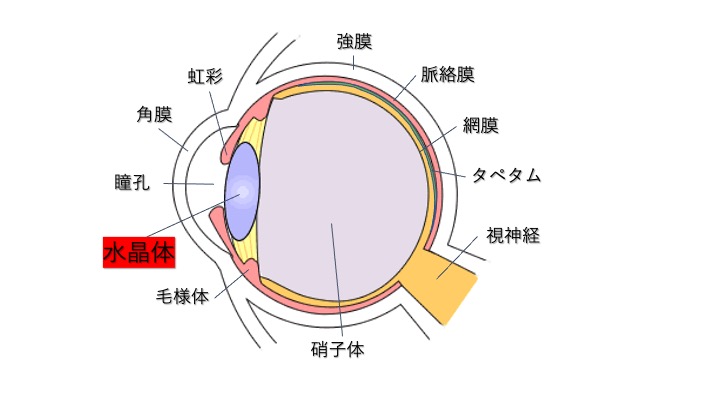 目の構造