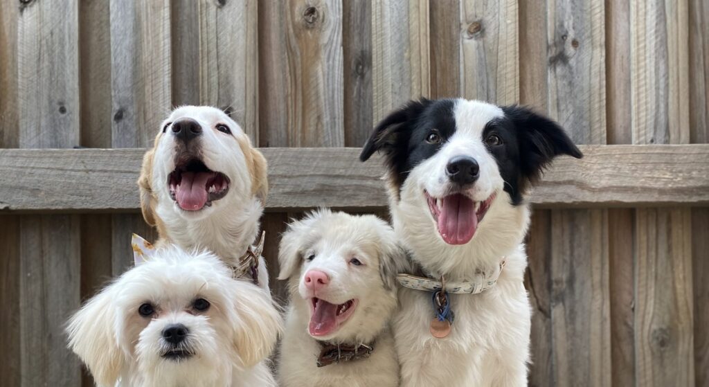 4匹の犬