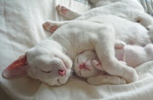 一緒に寝る親猫と子猫