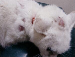 【市川市・鎌ケ谷市の動物病院|ALL動物病院グループ】