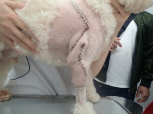 肥満細胞腫にかかったペット