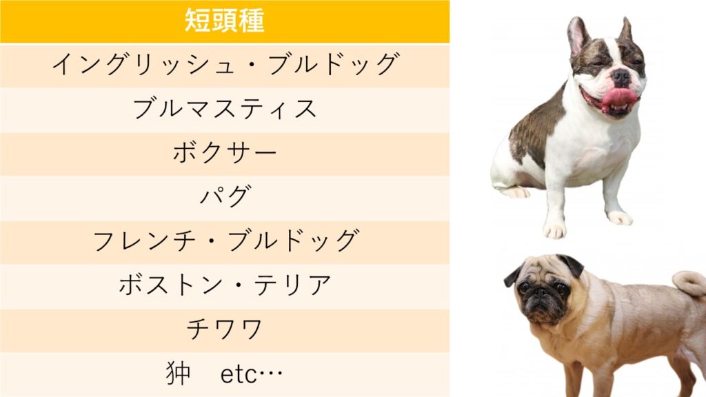 短頭種