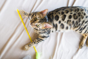 おもちゃで遊ぶ猫