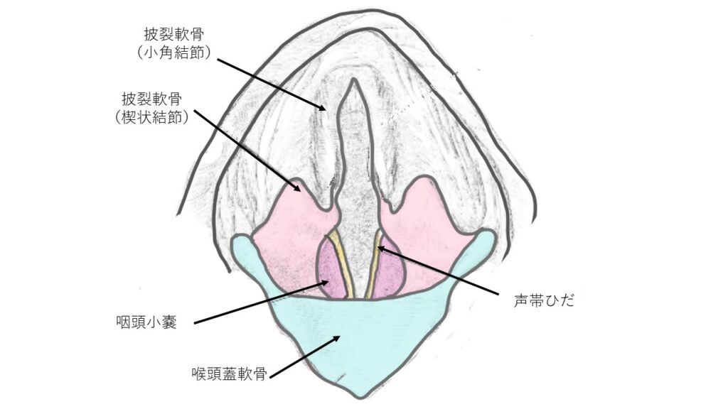 喉の正常な見え方と各部位の名称