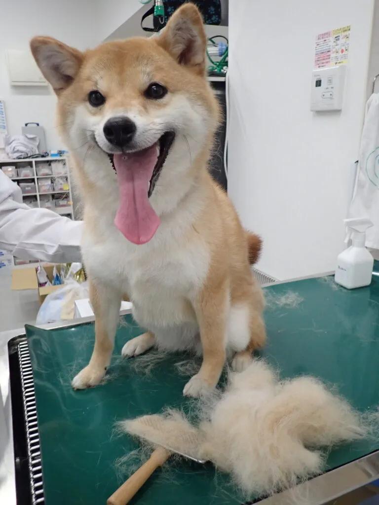 【動物病院が教える】犬の抜け毛対策どうする？アンダーコートや換毛期のお手入れ方法を解説