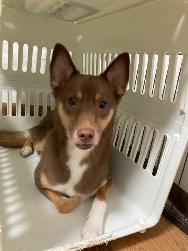 【動物病院が教える】犬のお留守番が心配…。楽しく安全に過ごすためのコツ