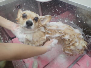 シャンプー剤ってたくさんあるけど、犬や猫には何を使えばいいの？