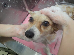 シャンプーされている犬