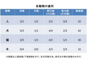 各動物の歯列