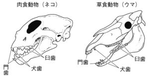 人と肉食動物、草食動物での歯の本数