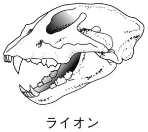 肉食の歯列
