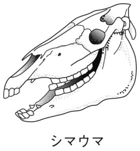 草食の歯列