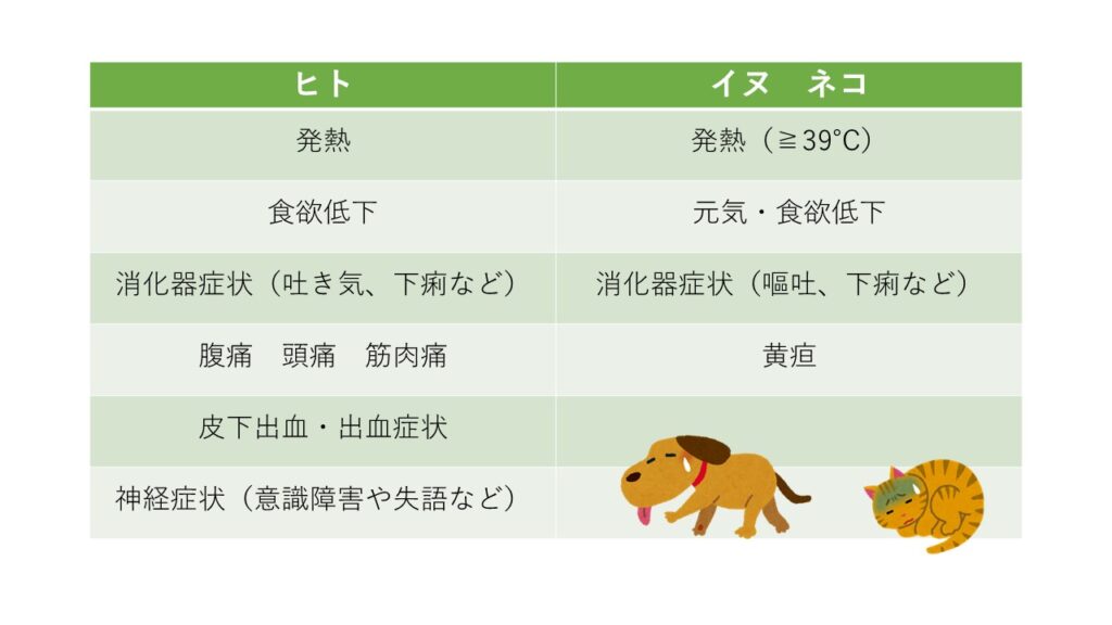 SFTSの症状
