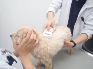 マイクロチップリーダーを当てられている犬