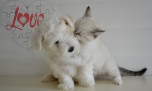 子犬子猫に多い下痢！実はパルボウイルス感染症かもしれません。