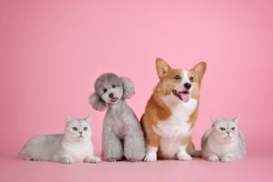 犬と猫