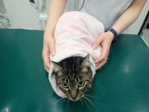 タオルに包まれた猫