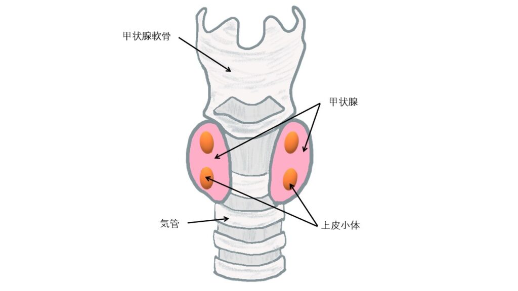 甲状腺