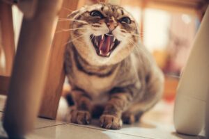 威嚇している猫