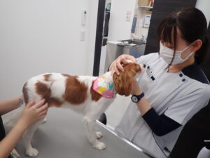 犬の世話をしているスタッフ