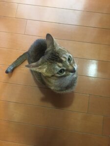 スタッフの猫04