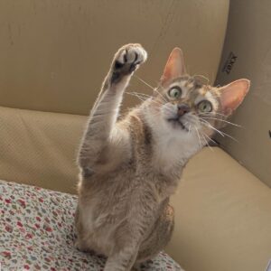 スタッフの猫01